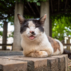 近隣繁華街のねこさん