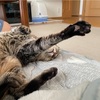 実家から送られてきた猫の写真
