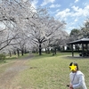 【お出かけスポット】【埼玉県】【狭山市】桜を見に智光山公園に行ってきました🌸
