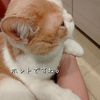 雨田甘夏、アレクサンダです。【猫とねずみとぶるぶる事情】