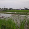 田植　早朝の部休止　マコモ除草