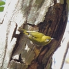 鳥撮日記　久しぶりの大磯城山公園と旧吉田邸