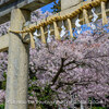 【Z 9 & NIKKOR Z 24-120 mm f/4 S・仙台市内】やっと来た、仙台の春。ご近所桜は「仙台東照宮」編。載せ忘れ。April 2024