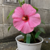 庭で夏野菜 65　【収穫ゼロ】