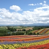 北海道旅行 day５：ファーム富田（早朝散歩 / 8月上旬の景色  / 蒸留の舎 / おすすめのお土産 ） 四季彩の丘（８月上旬の景色 / 美しいパノラマ） ナイタイ牧場でソフトクリーム