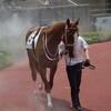 先週の結果（ショコラティエール新馬勝ち！　ブラックモリオン連闘で2連勝！)