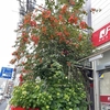 アジアな空間　その２０１１４　東京でブーゲンビリアの巨木が開花しています！　の巻
