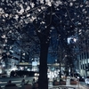 神田須田町のエドヒガンザクラ（東京都千代田区）