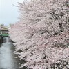 神田川沿いの桜に圧倒される