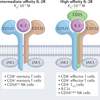 sIL2RがB細胞性リンパ腫で上昇するのはなぜか？