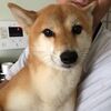 NO.2140　ミイ 　柴犬♀ 8歳