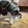 老犬ホームあん｜新人さん ナナ^^