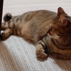 潜む