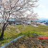 里波見あたりの桜