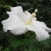 雨に濡れた白露花（しろつゆばな）