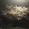 鎌倉山さくら道の桜開花状況　2021年3月30日