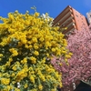 蔵前神社2024！ミモザと早咲き桜が満開&見ごろ！3月9日現在の開花状況&混雑状況は？