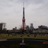 芝公園は桜満開