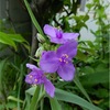 夏の秩父はいい