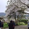 さくらって、好かれてる