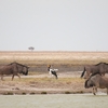 クラハシコウ Saddle-billed Stork