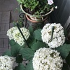 ベランダの花の植え替え