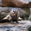 アメリカビーバー Castor canadensis