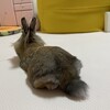 泣くのは禁止