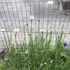 5-361   愛すべき花たち〜矢車草が咲き出しました！！〜