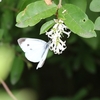 イボタノキの花の蜜を吸うモンシロチョウ