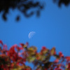 紅葉と月
