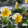 おすすめ植物〜12月3日！　いろいろパンジー、ビオラがあります♪