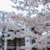 【レンズ・fujinon XF33mm F1.4 R LM WR・仙台市】仙台の街と西公園桜まつりをぶらり。April 2025