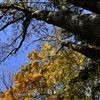 秋終わる奥物部の森　秋大樹