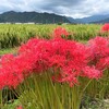 【多可町】彼岸花（曼珠沙華）の見頃は終わっていた（2021年9月26日）