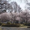 信濃路も桜が咲く