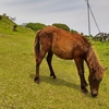 宮崎県の都井岬に馬を見に行った