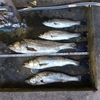 毎年この時期だけのスズキ釣りポイントに行った。