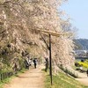 洛北さんぽ！今宮神社･半木の道～やすらい祭と枝垂れ桜のトンネルと。大徳寺は通り抜けのみ