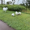 ホンモノ🐑