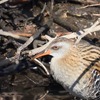 目の前を歩くクイナ・タシギ修行の鶴沼探鳥会