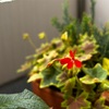 もみじ葉ゼラニウムの花が咲きました〜