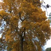 今日のKew Gardens キューガーデン。紅葉が見頃です。