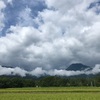 2021/08/25 水曜日　大王わさび