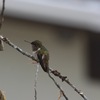 バラエリフトオハチドリ(Volcano Hummingbird)