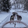 21. チェナ温泉で犬ぞり、フェアバンクスでオーロラツアー