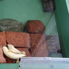 ニホンイシガメとバナナ