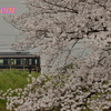 03/30　桜と「青の交響曲(シンフォニー)」　(21/03/30)