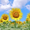 夏になると思い出すこと