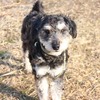 ミニチュアシュナウザーMIXのコアくんを探しています！